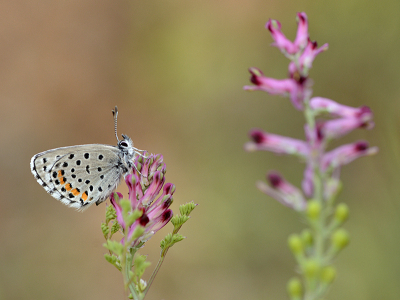 <i class='fa fa-user'></i>&nbsp;Mignon-Creative&nbsp;|  Klein Tijmblauwtje&nbsp; <i class='fa fa-eye'>&nbsp;92</i> &nbsp;<i class='fa fa-thumbs-up'>&nbsp;9</i> &nbsp; <i class='fa fa-comment-o'>&nbsp;3</i>