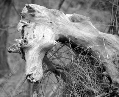 <i class='fa fa-user'></i>&nbsp;B.M.Schouten-Ruis&nbsp;|  Oude boomstronk met tak&nbsp; <i class='fa fa-eye'>&nbsp;130</i> &nbsp;<i class='fa fa-thumbs-up'>&nbsp;6</i> &nbsp; <i class='fa fa-comment-o'>&nbsp;9</i>