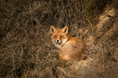 <i class='fa fa-user'></i>&nbsp;Patrick Blom&nbsp;|  Vos&nbsp; <i class='fa fa-eye'>&nbsp;141</i> &nbsp;<i class='fa fa-thumbs-up'>&nbsp;5</i> &nbsp; <i class='fa fa-comment-o'>&nbsp;6</i>