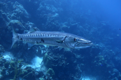 <i class='fa fa-user'></i>&nbsp;Vincent Rijnbende&nbsp;|  Grote Barracuda&nbsp; <i class='fa fa-eye'>&nbsp;135</i> &nbsp;<i class='fa fa-thumbs-up'>&nbsp;14</i> &nbsp; <i class='fa fa-comment-o'>&nbsp;7</i>