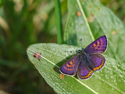 <i class='fa fa-user'></i>&nbsp;Louis&nbsp;|  Blauwe Vuurvlinder&nbsp; <i class='fa fa-eye'>&nbsp;129</i> &nbsp;<i class='fa fa-thumbs-up'>&nbsp;13</i> &nbsp; <i class='fa fa-comment-o'>&nbsp;9</i>