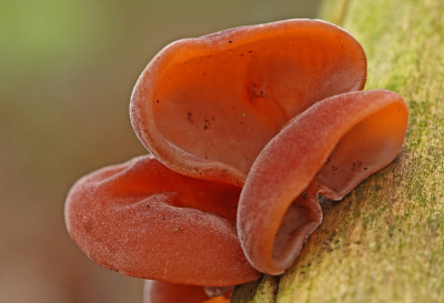 <i class='fa fa-user'></i>&nbsp;Cor&nbsp;|  Echt Judasoor&nbsp; <i class='fa fa-eye'>&nbsp;96</i> &nbsp;<i class='fa fa-thumbs-up'>&nbsp;11</i> &nbsp; <i class='fa fa-comment-o'>&nbsp;6</i>