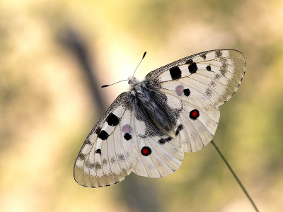 <i class='fa fa-user'></i>&nbsp;Mignon-Creative&nbsp;|  Apollovlinder&nbsp; <i class='fa fa-eye'>&nbsp;128</i> &nbsp;<i class='fa fa-thumbs-up'>&nbsp;14</i> &nbsp; <i class='fa fa-comment-o'>&nbsp;12</i>