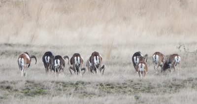 <i class='fa fa-user'></i>&nbsp;nelappelmelk&nbsp;|  Moeflon&nbsp; <i class='fa fa-eye'>&nbsp;149</i> &nbsp; <i class='fa fa-comment-o'>&nbsp;6</i>