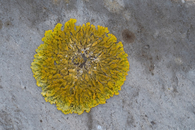 <i class='fa fa-user'></i>&nbsp;Johan van Gurp&nbsp;|  Oranje Dooiermos&nbsp; <i class='fa fa-eye'>&nbsp;78</i> &nbsp;<i class='fa fa-thumbs-up'>&nbsp;3</i> &nbsp; <i class='fa fa-comment-o'>&nbsp;4</i>