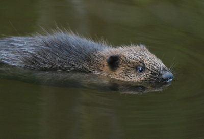 <i class='fa fa-user'></i>&nbsp;Ruben de Bruijn&nbsp;|  Bever&nbsp; <i class='fa fa-eye'>&nbsp;182</i> &nbsp;<i class='fa fa-thumbs-up'>&nbsp;14</i> &nbsp; <i class='fa fa-comment-o'>&nbsp;9</i>