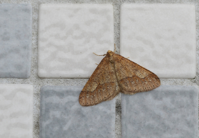 <i class='fa fa-user'></i>&nbsp;Ad Sprang&nbsp;|  Grote Voorjaarsspanner&nbsp; <i class='fa fa-eye'>&nbsp;96</i> &nbsp;<i class='fa fa-thumbs-up'>&nbsp;2</i> &nbsp; <i class='fa fa-comment-o'>&nbsp;8</i>