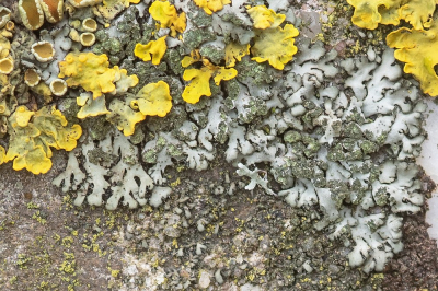 <i class='fa fa-user'></i>&nbsp;Johan van Gurp&nbsp;|  Rond Schaduwmos&nbsp; <i class='fa fa-eye'>&nbsp;67</i> &nbsp; <i class='fa fa-comment-o'>&nbsp;1</i>