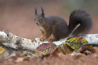 <i class='fa fa-user'></i>&nbsp;Luc Meert&nbsp;|  Eekhoorn&nbsp; <i class='fa fa-eye'>&nbsp;114</i> &nbsp;<i class='fa fa-thumbs-up'>&nbsp;9</i> &nbsp; <i class='fa fa-comment-o'>&nbsp;7</i>