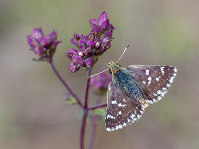 <i class='fa fa-user'></i>&nbsp;Mignon-Creative&nbsp;|  Kalkgraslanddikkopje&nbsp; <i class='fa fa-eye'>&nbsp;96</i> &nbsp;<i class='fa fa-thumbs-up'>&nbsp;10</i> &nbsp; <i class='fa fa-comment-o'>&nbsp;8</i>