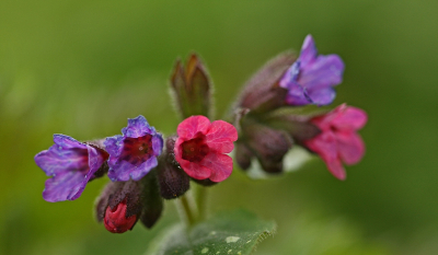 <i class='fa fa-user'></i>&nbsp;Cor&nbsp;|  Gevlekt Longkruid&nbsp; <i class='fa fa-eye'>&nbsp;83</i> &nbsp;<i class='fa fa-thumbs-up'>&nbsp;2</i> &nbsp; <i class='fa fa-comment-o'>&nbsp;9</i>