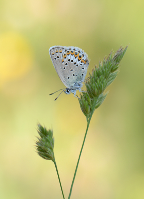 <i class='fa fa-user'></i>&nbsp;koekieman&nbsp;|  Vals Heideblauwtje&nbsp; <i class='fa fa-eye'>&nbsp;89</i> &nbsp;<i class='fa fa-thumbs-up'>&nbsp;7</i> &nbsp; <i class='fa fa-comment-o'>&nbsp;7</i>