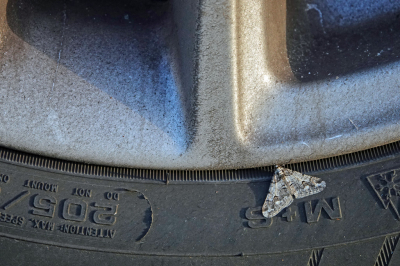 <i class='fa fa-user'></i>&nbsp;nelappelmelk&nbsp;|  Kleine Voorjaarsspanner&nbsp; <i class='fa fa-eye'>&nbsp;113</i> &nbsp;<i class='fa fa-thumbs-up'>&nbsp;1</i> &nbsp; <i class='fa fa-comment-o'>&nbsp;4</i>