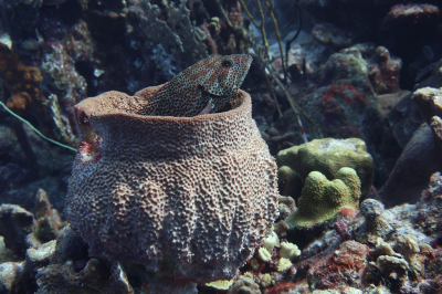 <i class='fa fa-user'></i>&nbsp;Vincent Rijnbende&nbsp;|  Bruine Zeebaars of Rode Katvis&nbsp; <i class='fa fa-eye'>&nbsp;115</i> &nbsp;<i class='fa fa-thumbs-up'>&nbsp;4</i> &nbsp; <i class='fa fa-comment-o'>&nbsp;3</i>