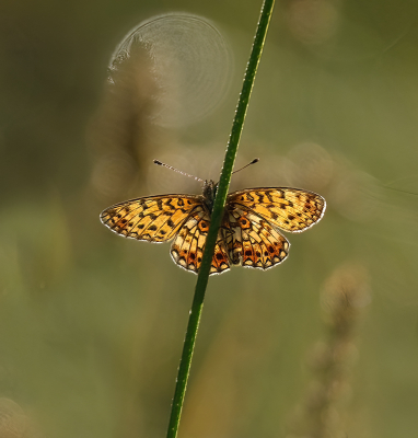 <i class='fa fa-user'></i>&nbsp;Jurgen Maassen&nbsp;|  Zilveren Maan&nbsp; <i class='fa fa-eye'>&nbsp;89</i> &nbsp;<i class='fa fa-thumbs-up'>&nbsp;9</i> &nbsp; <i class='fa fa-comment-o'>&nbsp;4</i>