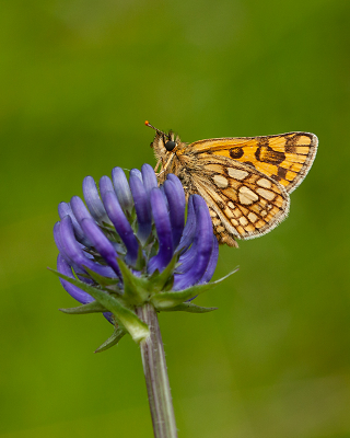 <i class='fa fa-user'></i>&nbsp;Louis&nbsp;|  Bont Dikkopje&nbsp; <i class='fa fa-eye'>&nbsp;82</i> &nbsp;<i class='fa fa-thumbs-up'>&nbsp;8</i> &nbsp; <i class='fa fa-comment-o'>&nbsp;5</i>