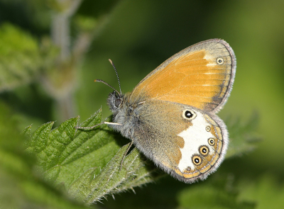 <i class='fa fa-user'></i>&nbsp;Mignon-Creative&nbsp;|  Tweekleurig Hooibeestje&nbsp; <i class='fa fa-eye'>&nbsp;86</i> &nbsp;<i class='fa fa-thumbs-up'>&nbsp;11</i> &nbsp; <i class='fa fa-comment-o'>&nbsp;5</i>