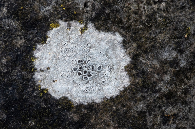 <i class='fa fa-user'></i>&nbsp;Johan van Gurp&nbsp;|  Plat Dambordje&nbsp; <i class='fa fa-eye'>&nbsp;88</i> &nbsp; <i class='fa fa-comment-o'>&nbsp;1</i>