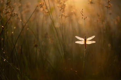 <i class='fa fa-user'></i>&nbsp;rowinvandenberg&nbsp;|  Vuurlibel&nbsp; <i class='fa fa-eye'>&nbsp;128</i> &nbsp;<i class='fa fa-thumbs-up'>&nbsp;6</i> &nbsp; <i class='fa fa-comment-o'>&nbsp;6</i>