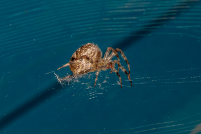 Deze Kruisspin lijkt wel in gekruisde yogazit te zitten. Bovenop het web maar met de kop gedraaid en de poten ook in een getordeerde stand waardoor ze je recht in de ogen lijkt te kijken.