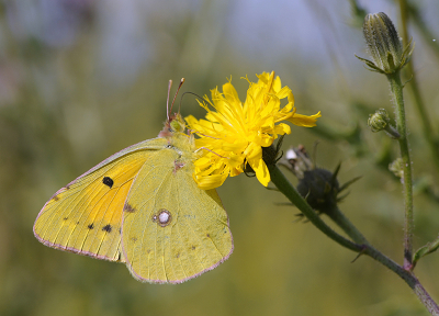 <i class='fa fa-user'></i>&nbsp;Mignon-Creative&nbsp;|  Oranje Luzernevlinder&nbsp; <i class='fa fa-eye'>&nbsp;76</i> &nbsp;<i class='fa fa-thumbs-up'>&nbsp;4</i> &nbsp; <i class='fa fa-comment-o'>&nbsp;2</i>