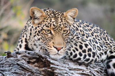 <i class='fa fa-user'></i>&nbsp;harrie69&nbsp;|  Luipaard&nbsp; <i class='fa fa-eye'>&nbsp;127</i> &nbsp;<i class='fa fa-thumbs-up'>&nbsp;5</i> &nbsp; <i class='fa fa-comment-o'>&nbsp;6</i>