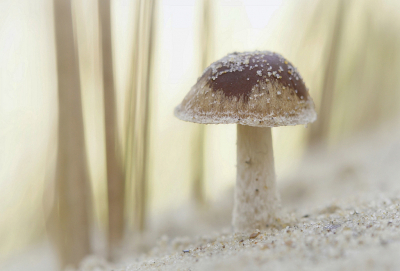 <i class='fa fa-user'></i>&nbsp;Nel R&nbsp;|  Duinfranjehoed&nbsp; <i class='fa fa-eye'>&nbsp;91</i> &nbsp;<i class='fa fa-thumbs-up'>&nbsp;4</i> &nbsp; <i class='fa fa-comment-o'>&nbsp;8</i>