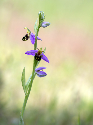 <i class='fa fa-user'></i>&nbsp;Mignon-Creative&nbsp;|  Bijenorchis&nbsp; <i class='fa fa-eye'>&nbsp;116</i> &nbsp;<i class='fa fa-thumbs-up'>&nbsp;15</i> &nbsp; <i class='fa fa-comment-o'>&nbsp;9</i>