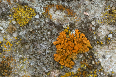 <i class='fa fa-user'></i>&nbsp;Johan van Gurp&nbsp;|  Rood Dooiermos&nbsp; <i class='fa fa-eye'>&nbsp;76</i> &nbsp;<i class='fa fa-thumbs-up'>&nbsp;1</i> &nbsp; <i class='fa fa-comment-o'>&nbsp;4</i>