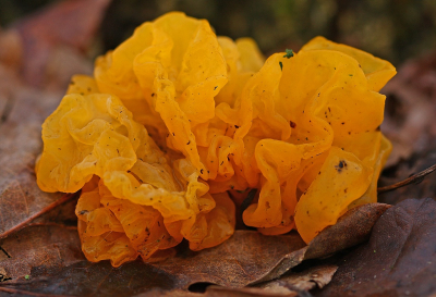 <i class='fa fa-user'></i>&nbsp;Cor&nbsp;|  Gele Trilzwam&nbsp; <i class='fa fa-eye'>&nbsp;89</i> &nbsp;<i class='fa fa-thumbs-up'>&nbsp;9</i> &nbsp; <i class='fa fa-comment-o'>&nbsp;9</i>