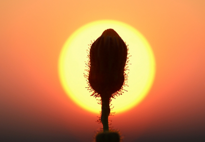 <i class='fa fa-user'></i>&nbsp;Ruben de Bruijn&nbsp;|  Zonsopgang&nbsp; <i class='fa fa-eye'>&nbsp;78</i> &nbsp;<i class='fa fa-thumbs-up'>&nbsp;1</i> &nbsp; <i class='fa fa-comment-o'>&nbsp;8</i>