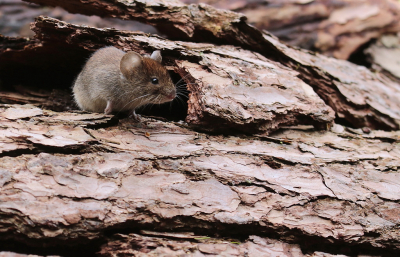 <i class='fa fa-user'></i>&nbsp;rixte&nbsp;|  Rosse Woelmuis&nbsp; <i class='fa fa-eye'>&nbsp;102</i> &nbsp;<i class='fa fa-thumbs-up'>&nbsp;5</i> &nbsp; <i class='fa fa-comment-o'>&nbsp;8</i>