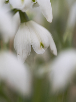 <i class='fa fa-user'></i>&nbsp;Tim Oord&nbsp;|  Dubbel Sneeuwklokje&nbsp; <i class='fa fa-eye'>&nbsp;54</i> &nbsp; <i class='fa fa-comment-o'>&nbsp;0</i>