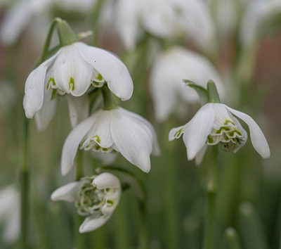 <i class='fa fa-user'></i>&nbsp;Tim Oord&nbsp;|  Dubbel Sneeuwklokje&nbsp; <i class='fa fa-eye'>&nbsp;85</i> &nbsp;<i class='fa fa-thumbs-up'>&nbsp;3</i> &nbsp; <i class='fa fa-comment-o'>&nbsp;1</i>