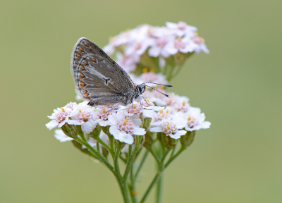 <i class='fa fa-user'></i>&nbsp;koekieman&nbsp;|  Zwart Blauwtje&nbsp; <i class='fa fa-eye'>&nbsp;83</i> &nbsp;<i class='fa fa-thumbs-up'>&nbsp;3</i> &nbsp; <i class='fa fa-comment-o'>&nbsp;7</i>