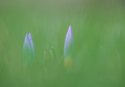 <i class='fa fa-user'></i>&nbsp;Jurgen Maassen&nbsp;|  Bonte Krokus&nbsp; <i class='fa fa-eye'>&nbsp;85</i> &nbsp;<i class='fa fa-thumbs-up'>&nbsp;4</i> &nbsp; <i class='fa fa-comment-o'>&nbsp;7</i>