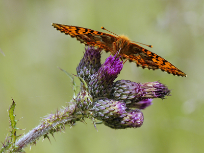 <i class='fa fa-user'></i>&nbsp;Mignon-Creative&nbsp;|  Veenbesparelmoervlinder&nbsp; <i class='fa fa-eye'>&nbsp;87</i> &nbsp;<i class='fa fa-thumbs-up'>&nbsp;2</i> &nbsp; <i class='fa fa-comment-o'>&nbsp;6</i>