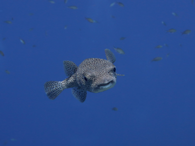 <i class='fa fa-user'></i>&nbsp;Vincent Rijnbende&nbsp;|  Gestippelde Egelvis&nbsp; <i class='fa fa-eye'>&nbsp;104</i> &nbsp;<i class='fa fa-thumbs-up'>&nbsp;3</i> &nbsp; <i class='fa fa-comment-o'>&nbsp;6</i>