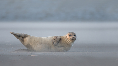 <i class='fa fa-user'></i>&nbsp;Christina&nbsp;|  Gewone Zeehond&nbsp; <i class='fa fa-eye'>&nbsp;132</i> &nbsp;<i class='fa fa-thumbs-up'>&nbsp;7</i> &nbsp; <i class='fa fa-comment-o'>&nbsp;10</i>