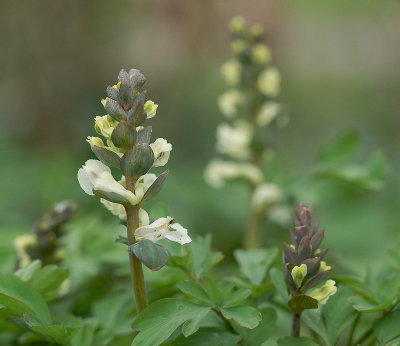 <i class='fa fa-user'></i>&nbsp;Tim Oord&nbsp;|  Holwortel&nbsp; <i class='fa fa-eye'>&nbsp;79</i> &nbsp;<i class='fa fa-thumbs-up'>&nbsp;2</i> &nbsp; <i class='fa fa-comment-o'>&nbsp;6</i>