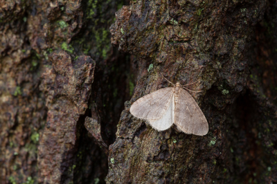 <i class='fa fa-user'></i>&nbsp;Adri Gr Nuelend&nbsp;|  Kleine Wintervlinder&nbsp; <i class='fa fa-eye'>&nbsp;76</i> &nbsp;<i class='fa fa-thumbs-up'>&nbsp;3</i> &nbsp; <i class='fa fa-comment-o'>&nbsp;6</i>