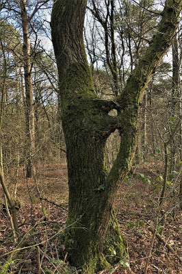 <i class='fa fa-user'></i>&nbsp;frbeuming&nbsp;|  Bijzondere boom&nbsp; <i class='fa fa-eye'>&nbsp;86</i> &nbsp; <i class='fa fa-comment-o'>&nbsp;5</i>