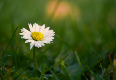 <i class='fa fa-user'></i>&nbsp;janvangastel&nbsp;|  Madeliefje&nbsp; <i class='fa fa-eye'>&nbsp;75</i> &nbsp;<i class='fa fa-thumbs-up'>&nbsp;2</i> &nbsp; <i class='fa fa-comment-o'>&nbsp;7</i>