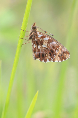 <i class='fa fa-user'></i>&nbsp;Johan van Gurp&nbsp;|  Paarse Parelmoervlinder&nbsp; <i class='fa fa-eye'>&nbsp;77</i> &nbsp;<i class='fa fa-thumbs-up'>&nbsp;4</i> &nbsp; <i class='fa fa-comment-o'>&nbsp;9</i>