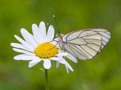 <i class='fa fa-user'></i>&nbsp;Mignon-Creative&nbsp;|  Groot Geaderd Witje&nbsp; <i class='fa fa-eye'>&nbsp;99</i> &nbsp;<i class='fa fa-thumbs-up'>&nbsp;12</i> &nbsp; <i class='fa fa-comment-o'>&nbsp;10</i>