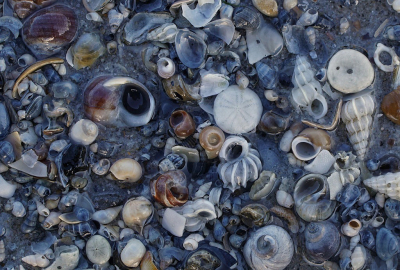 <i class='fa fa-user'></i>&nbsp;Nel R&nbsp;|  Zeeboontje&nbsp; <i class='fa fa-eye'>&nbsp;170</i> &nbsp;<i class='fa fa-thumbs-up'>&nbsp;8</i> &nbsp; <i class='fa fa-comment-o'>&nbsp;11</i>