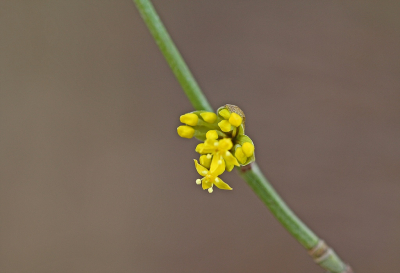 <i class='fa fa-user'></i>&nbsp;Cor&nbsp;|  Gele Kornoelje&nbsp; <i class='fa fa-eye'>&nbsp;88</i> &nbsp;<i class='fa fa-thumbs-up'>&nbsp;2</i> &nbsp; <i class='fa fa-comment-o'>&nbsp;10</i>