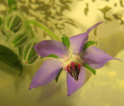 <i class='fa fa-user'></i>&nbsp;B.M.Schouten-Ruis&nbsp;|  Bernagie&nbsp; <i class='fa fa-eye'>&nbsp;87</i> &nbsp; <i class='fa fa-comment-o'>&nbsp;7</i>