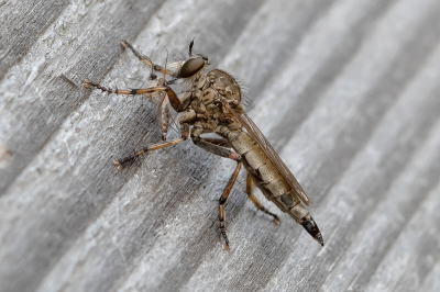 <i class='fa fa-user'></i>&nbsp;Johan van Gurp&nbsp;|  Ringpootroofvlieg&nbsp; <i class='fa fa-eye'>&nbsp;69</i> &nbsp;<i class='fa fa-thumbs-up'>&nbsp;4</i> &nbsp; <i class='fa fa-comment-o'>&nbsp;7</i>