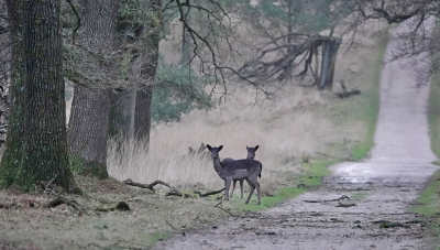 <i class='fa fa-user'></i>&nbsp;nelappelmelk&nbsp;|  Damhert&nbsp; <i class='fa fa-eye'>&nbsp;129</i> &nbsp;<i class='fa fa-thumbs-up'>&nbsp;2</i> &nbsp; <i class='fa fa-comment-o'>&nbsp;9</i>